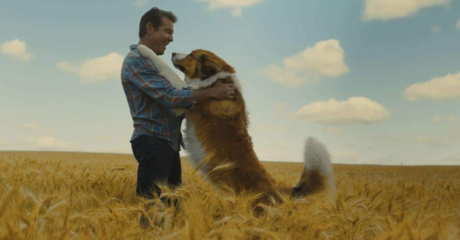 Bailey - Ein Hund kehrt zurück Film 2019