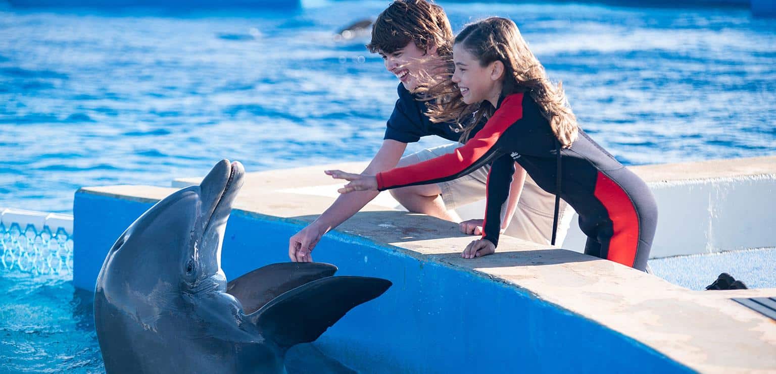 Bernie der Delfin 2 - Ein Sommer voller Abenteuer 2020 Film kaufen Shop News Review Kritik