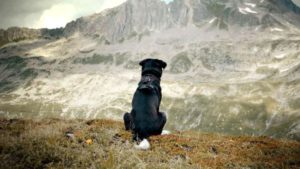 Cody - Wie ein Hund die Welt verändert Film 2020 Kino Plakat Review shop kaufen Cody - The dog days are over Artikelbild