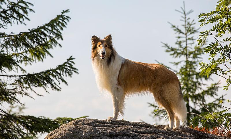 Lassie – Eine abenteuerliche Reise 2020 Film Kaufen Shop News Trailer Review Kritik