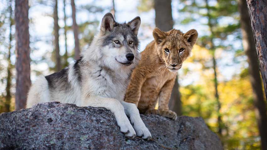 Der Wolf und der Löwe Film 2021 Kino Trailer Blu-ray DVD Artikelbild