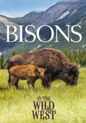 Bisons In The Wild West