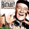 Hatari