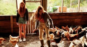 funny birds das gelbe vom ei film 2025